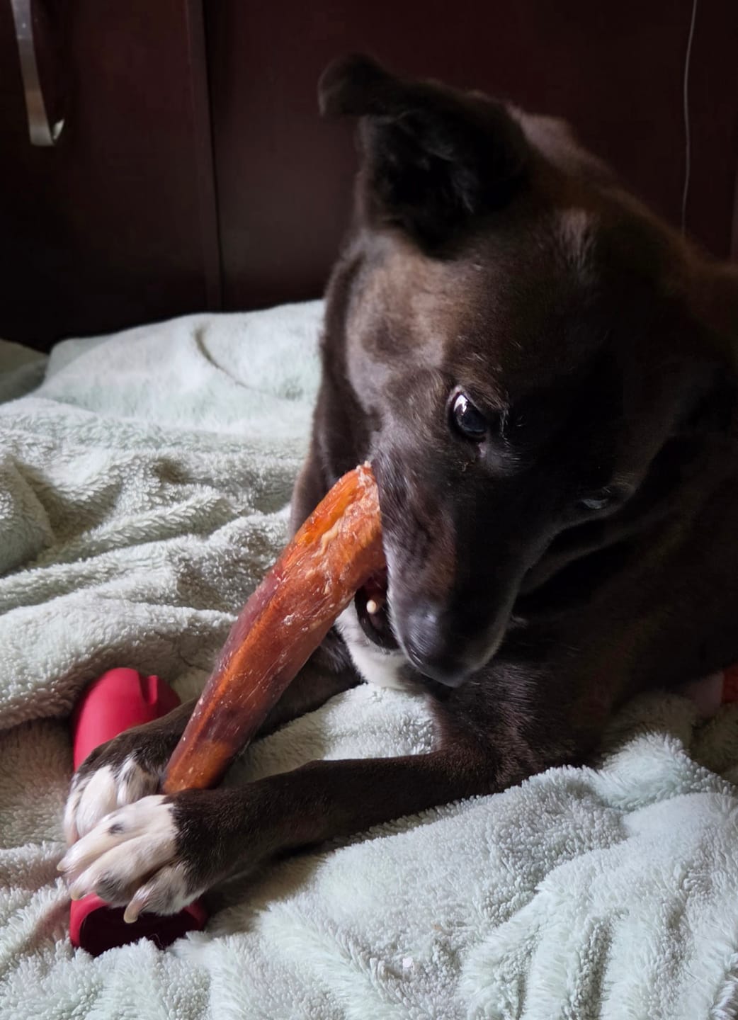 Customer photo review of Bully Stick Safety Holder