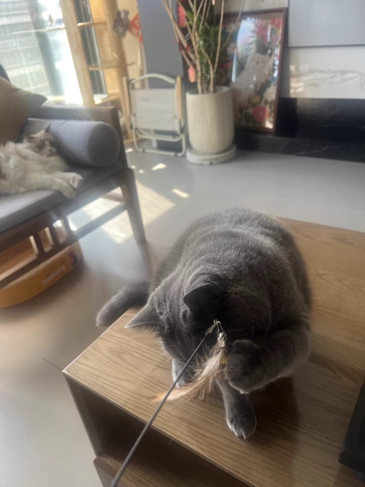 Customer photo review of 71-Inch Retractable Cat Teaser Wand with Insect-Shaped Feather Heads | Choose Wand + 3-Head Set or 3 Replacement Heads Only