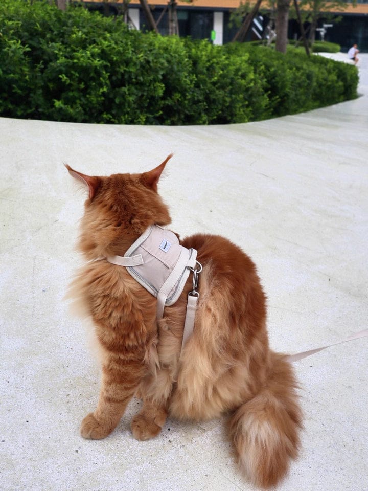 Customer photo review of Valora Ultra-Lightweight Harness and Leash Set for Cats with Locator Pocket