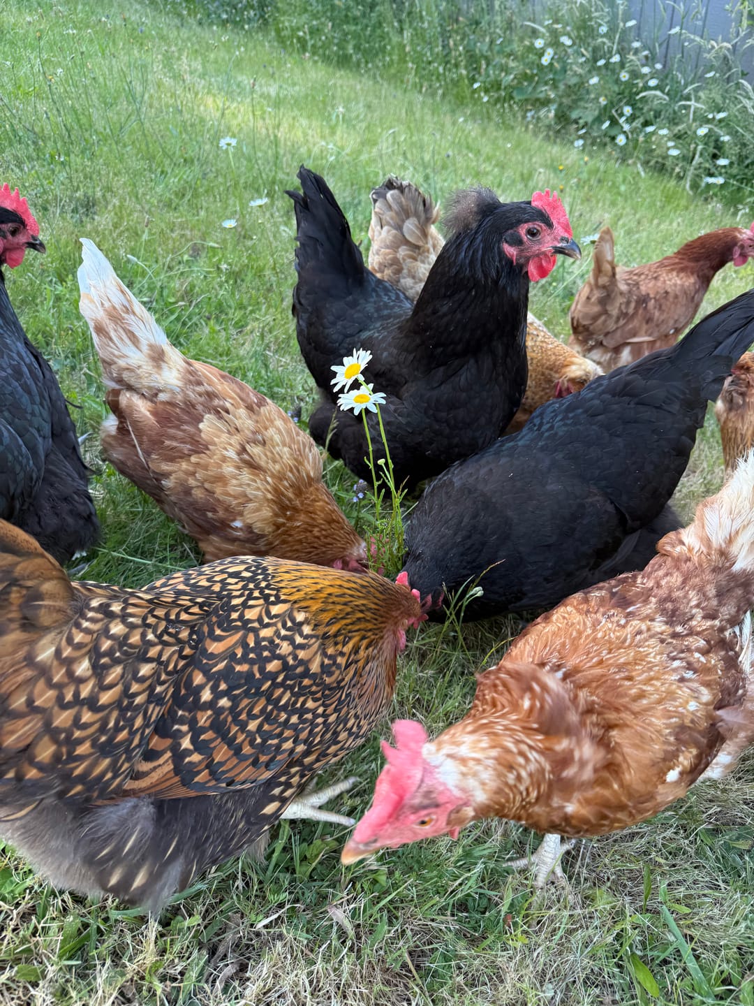 Customer photo review of Nesting Herbs - Control Odors & Keep Coops Mite & Lice-Free