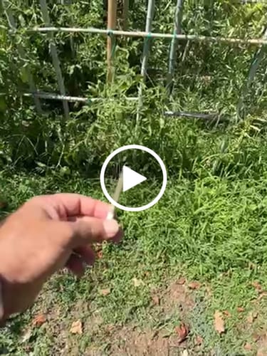 Customer video review of Do-Si-Dos x Gelato 30% THCA