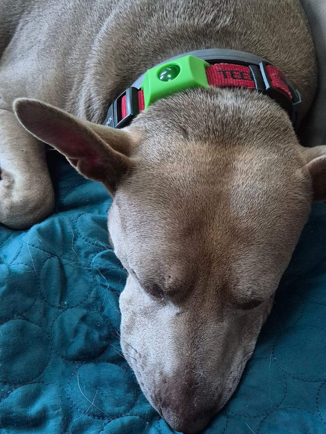 Customer photo review of FurLife™ 12 Months Flea and Tick Free