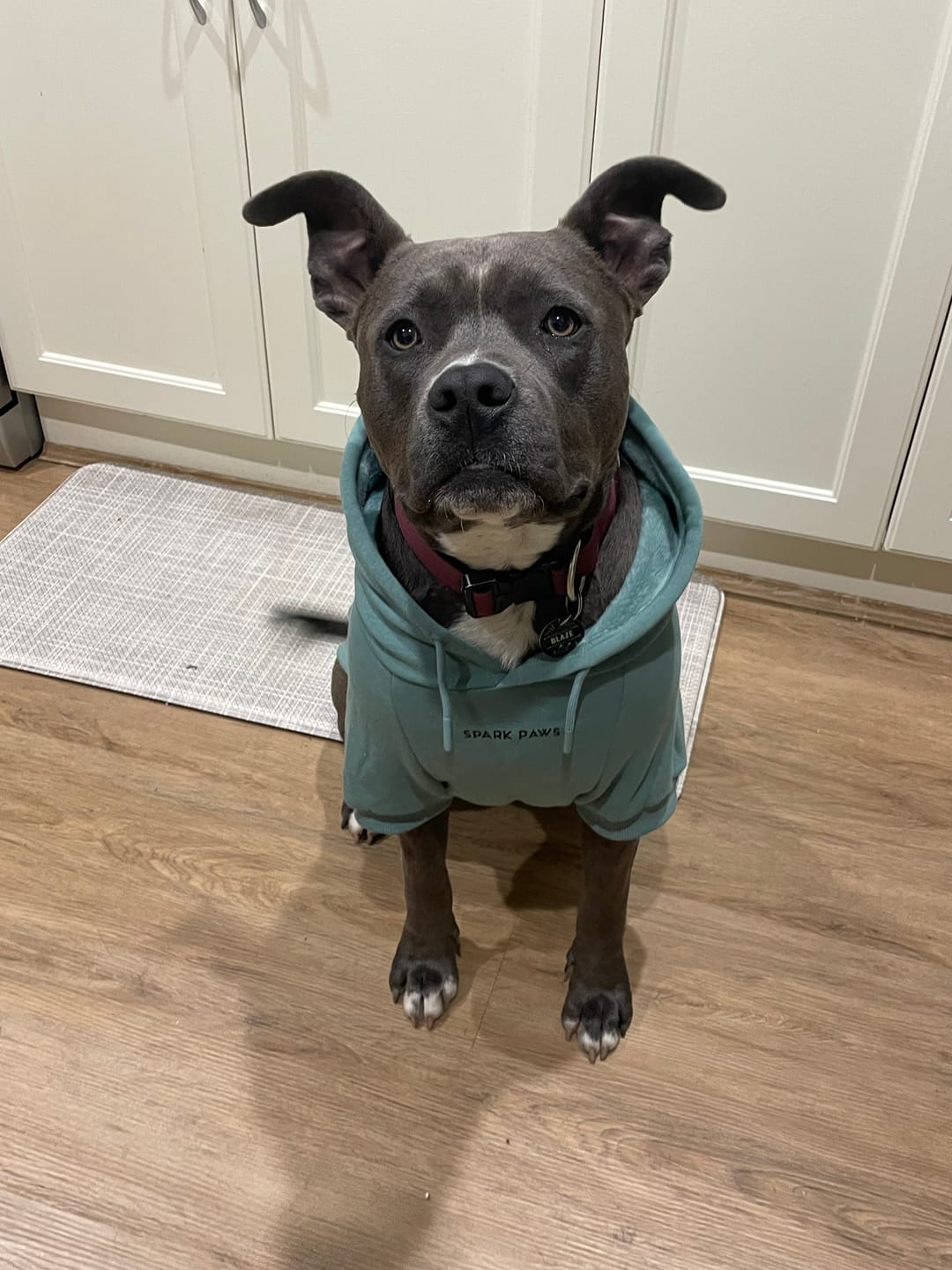 Customer photo review of Essential Dog Hoodie - Teal