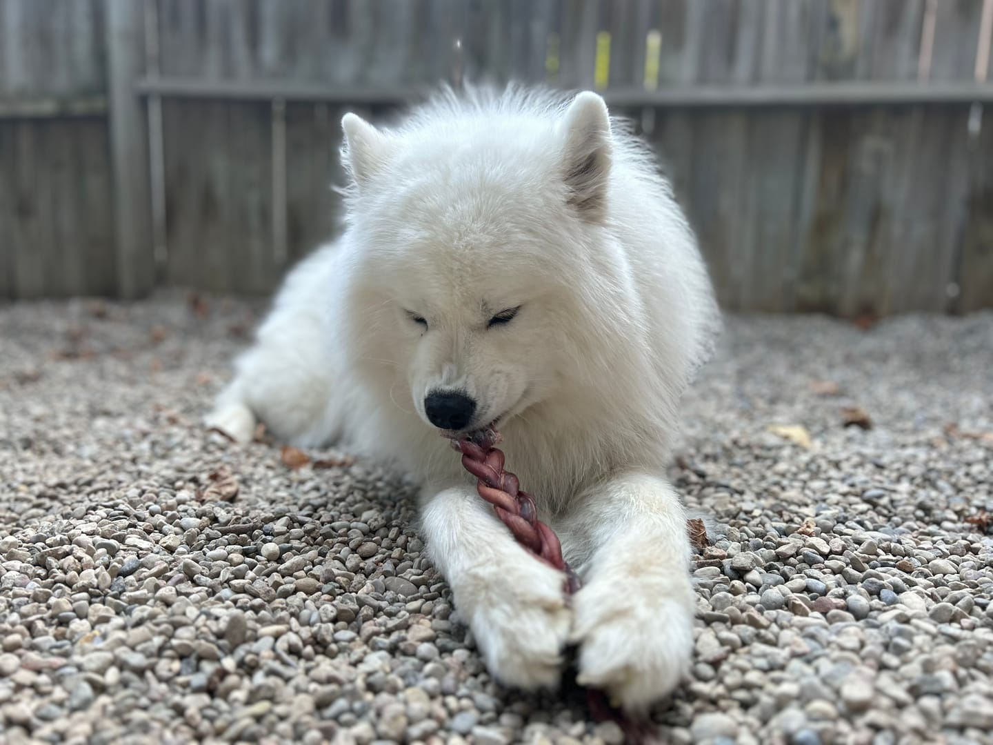 Customer photo review of 12 Inch Standard Bully Stick