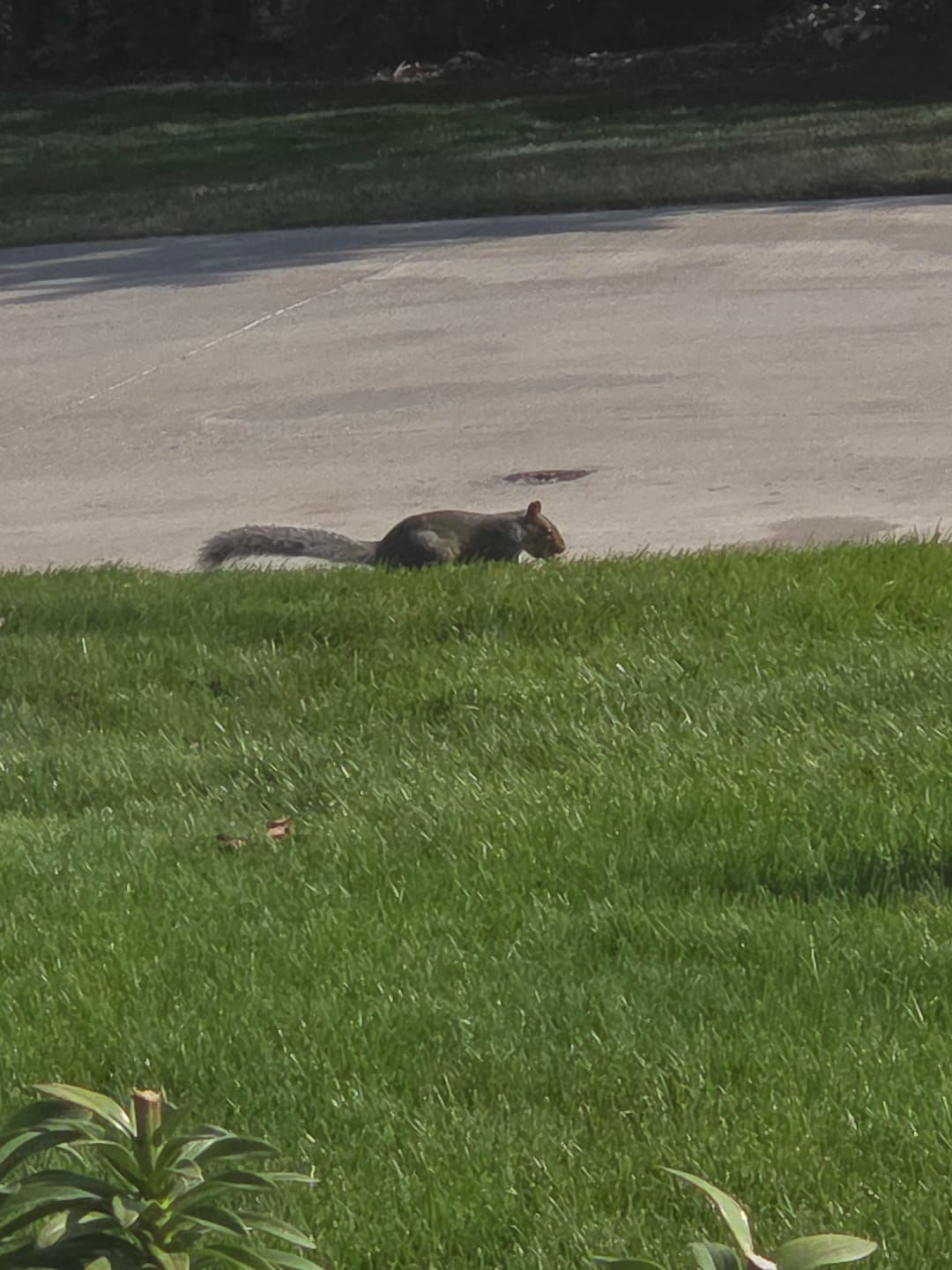 Customer photo review of A18 Squirrel Trap Kit With Digital Strike Counter