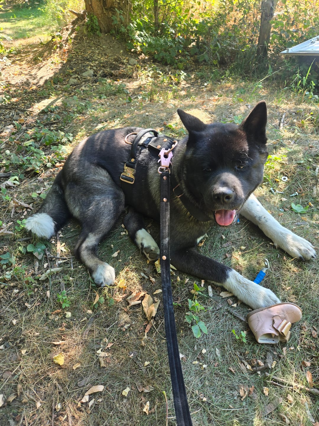 Customer photo review of Szelki z szybką klamrą - Easy Walk Extreme Rose Czarna