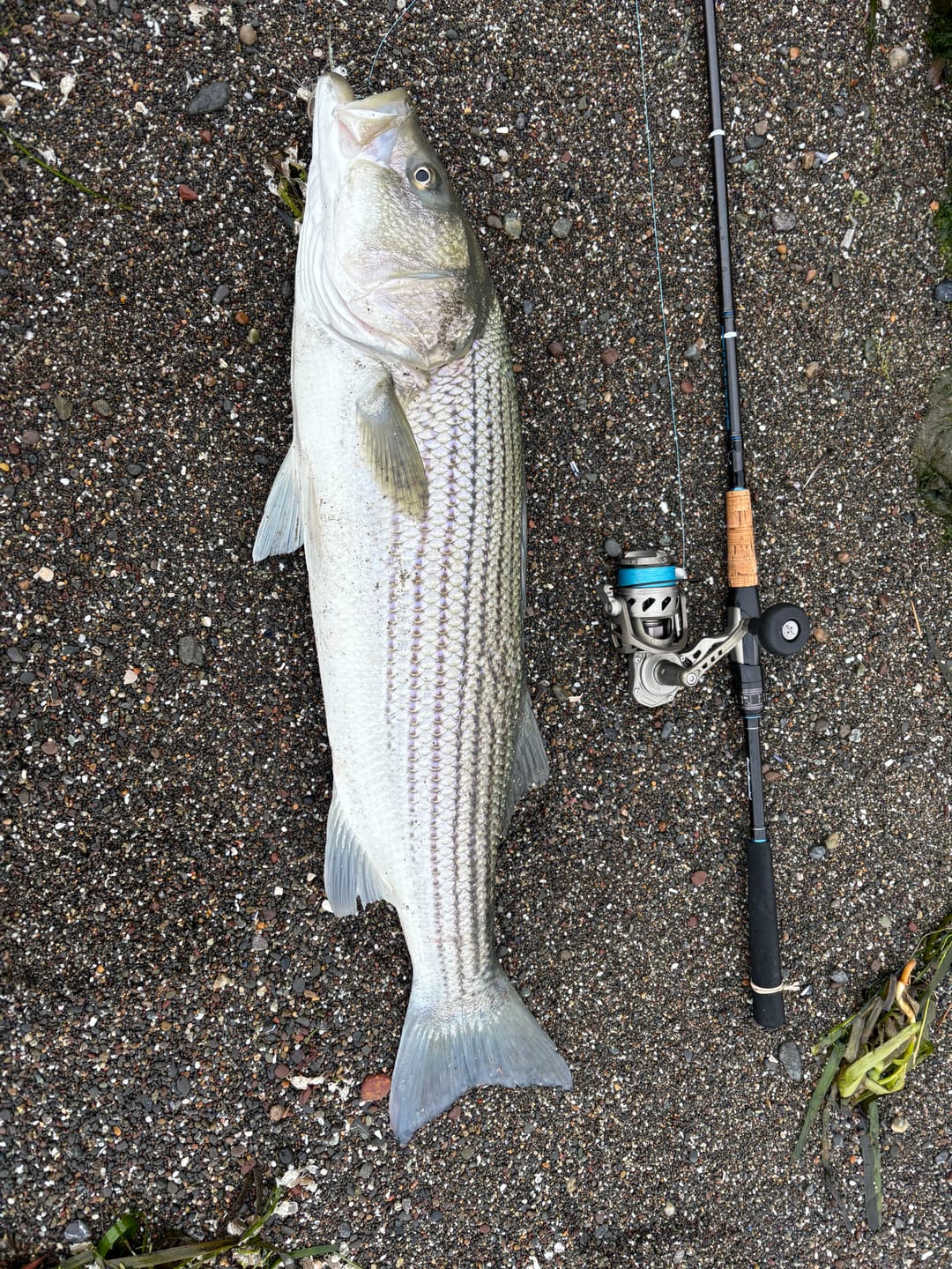 Customer photo review of SaltX II ArmourTech Reel