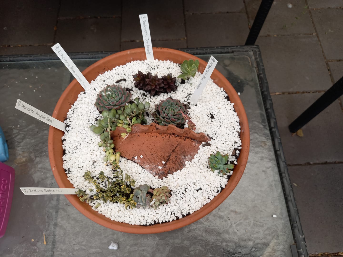 Customer photo review of Senecio 'Angels Tears'