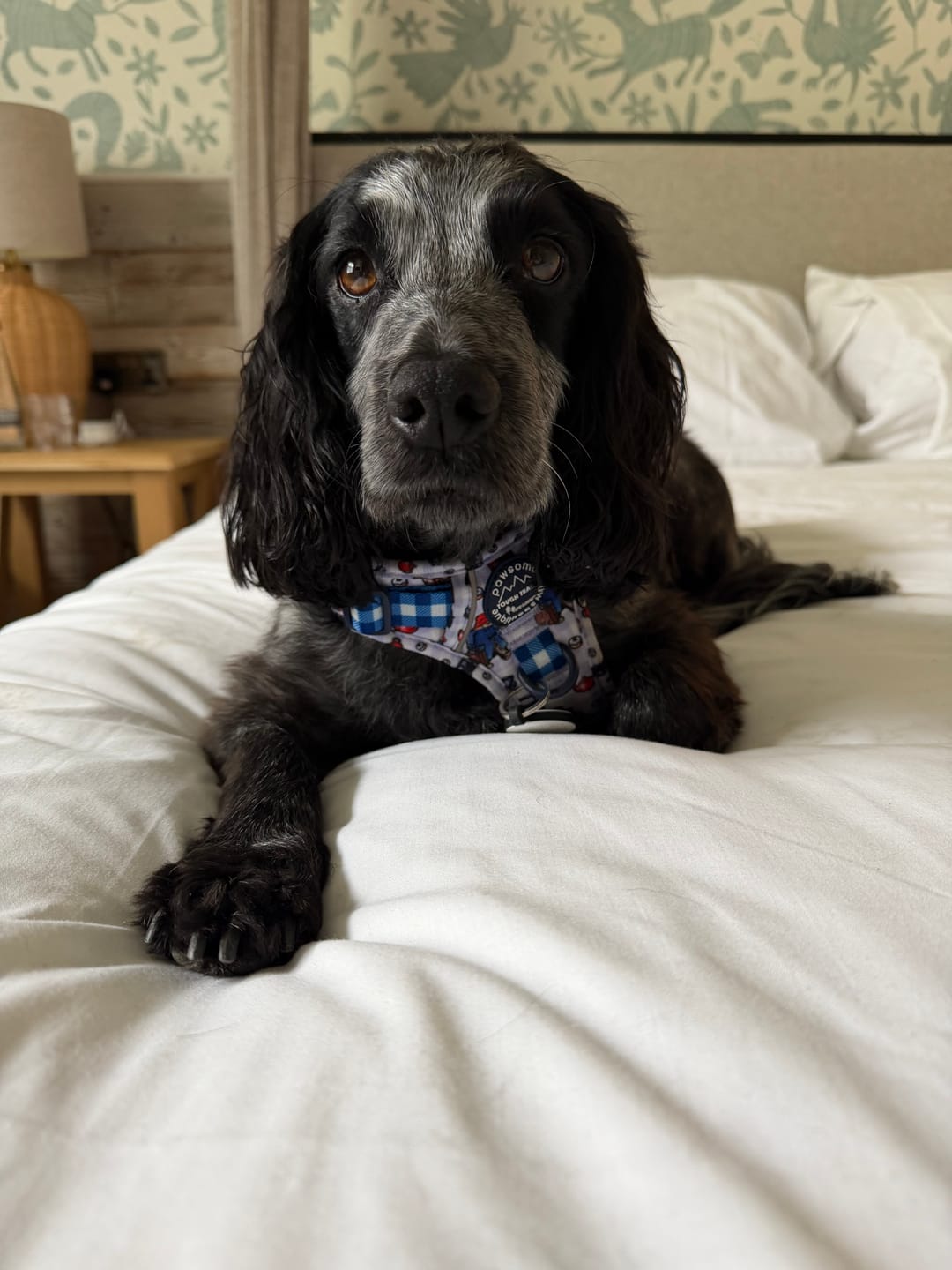 Customer photo review of Paddington™ Tough Trails™ Harness - London