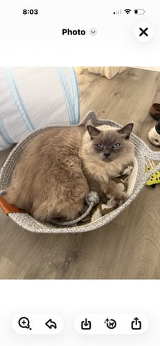 Customer's gray, textured Instinct Basket holding a fluffy cat resting inside.