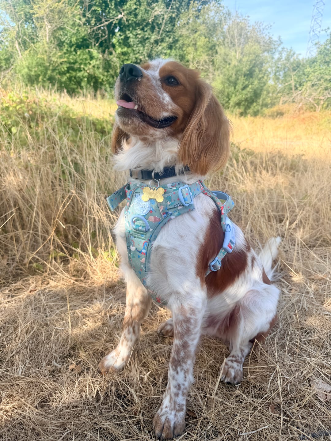 Customer photo review of Dinosaur Dog Harness – Dino Party Reflective No-Pull