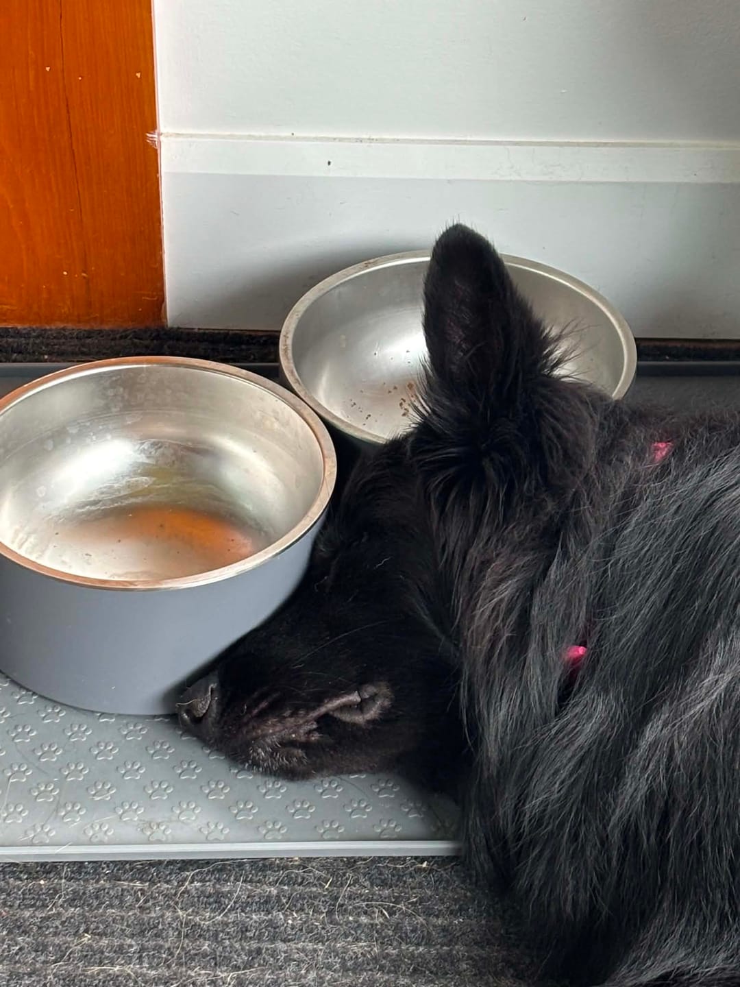 Customer photo review of K9 Choice - Os pour chien congelé - 3lb