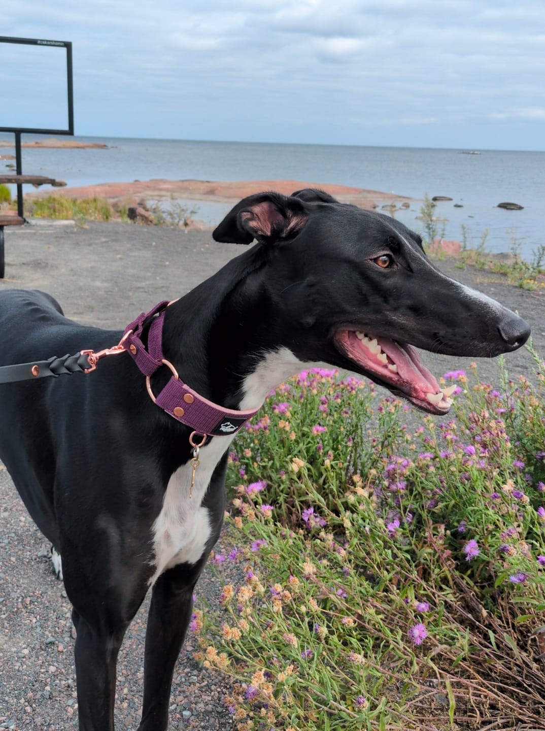 Customer photo review of Martingale Rose Edition Plum - Brett fodrat halsband halvstryp