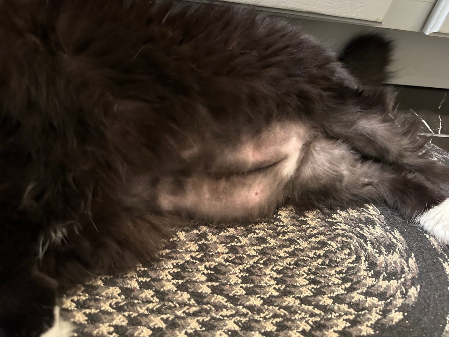 Customer photo review of 3x Blisso Advanced Cat Probiotic