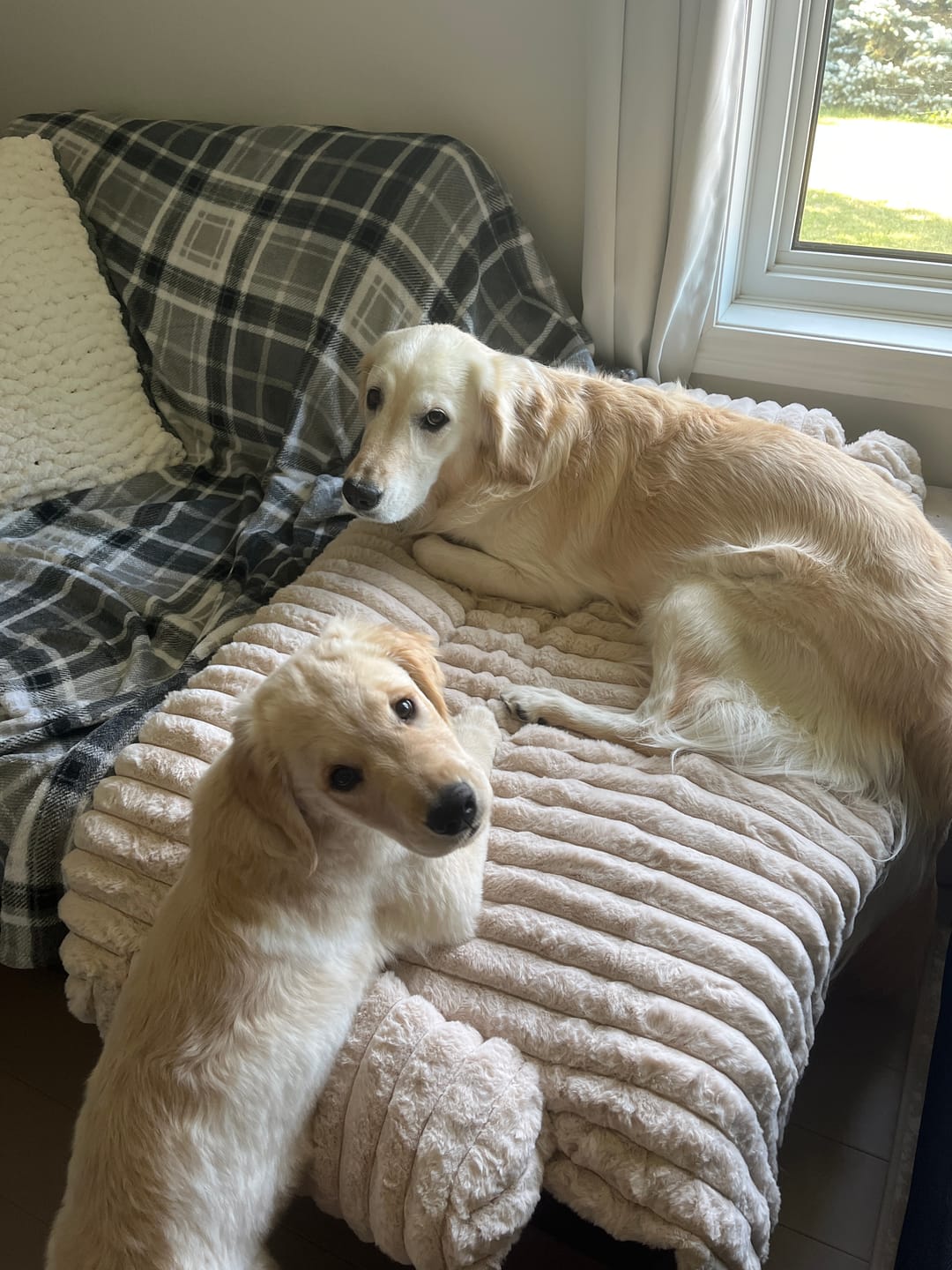 Customer photo review of Luxury Couch Cover Dog Bed - Beige