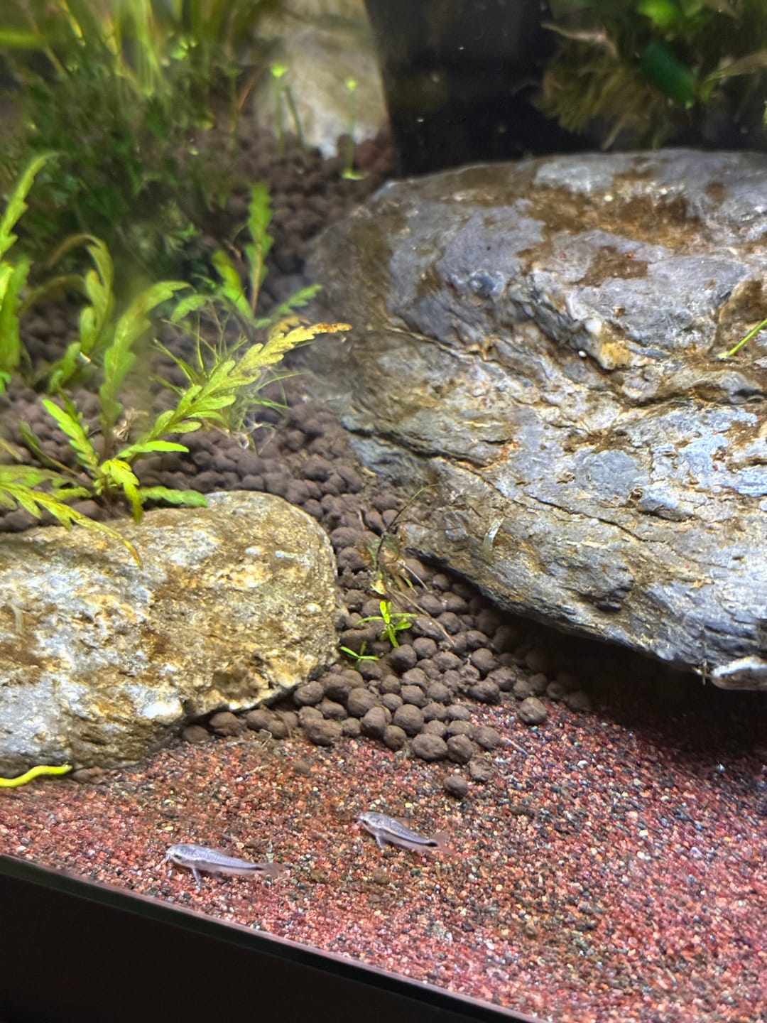 Customer photo review of Pygmy Cory Catfish (Corydoras pygmaeus)