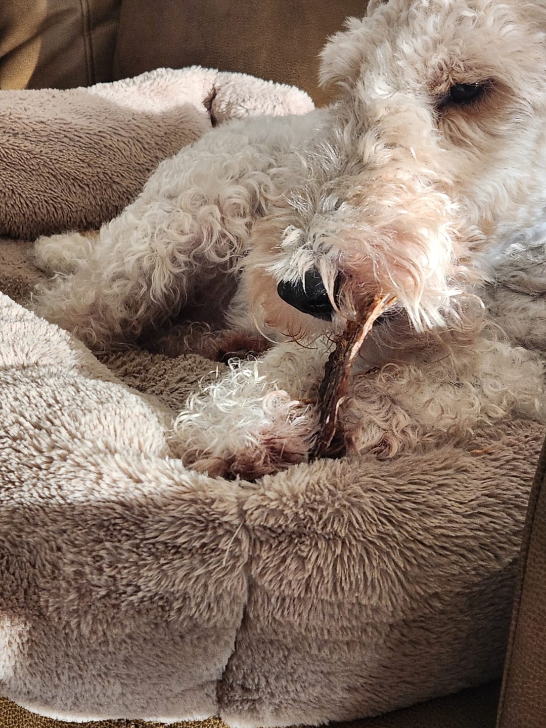 Customer photo review of Natural Cow Ear