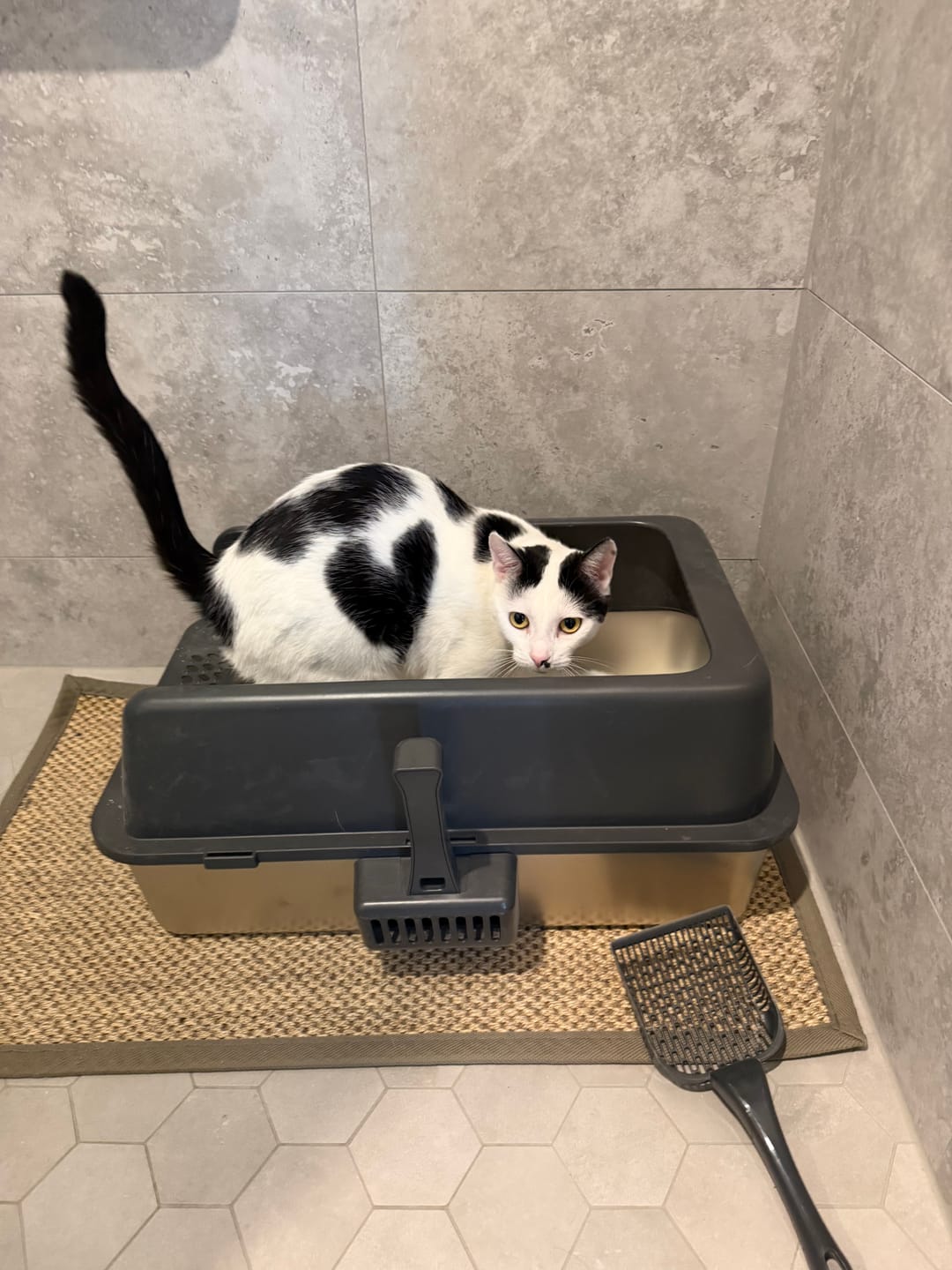 Customer photo review of Fit Litter