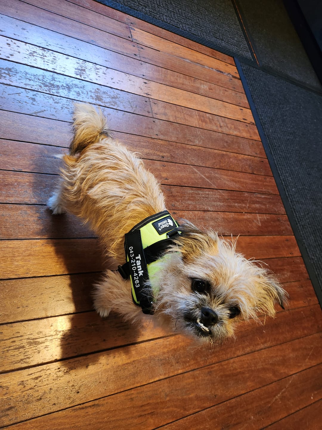 Customer photo review of Dogshood ™ Easy On
