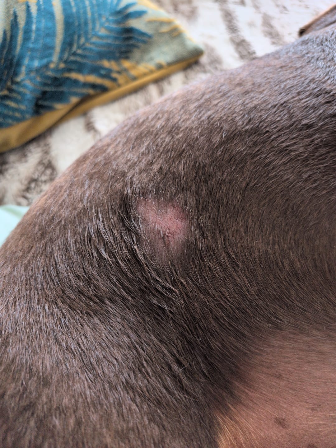 Customer photo review of Dog Skin & Coat Bundle