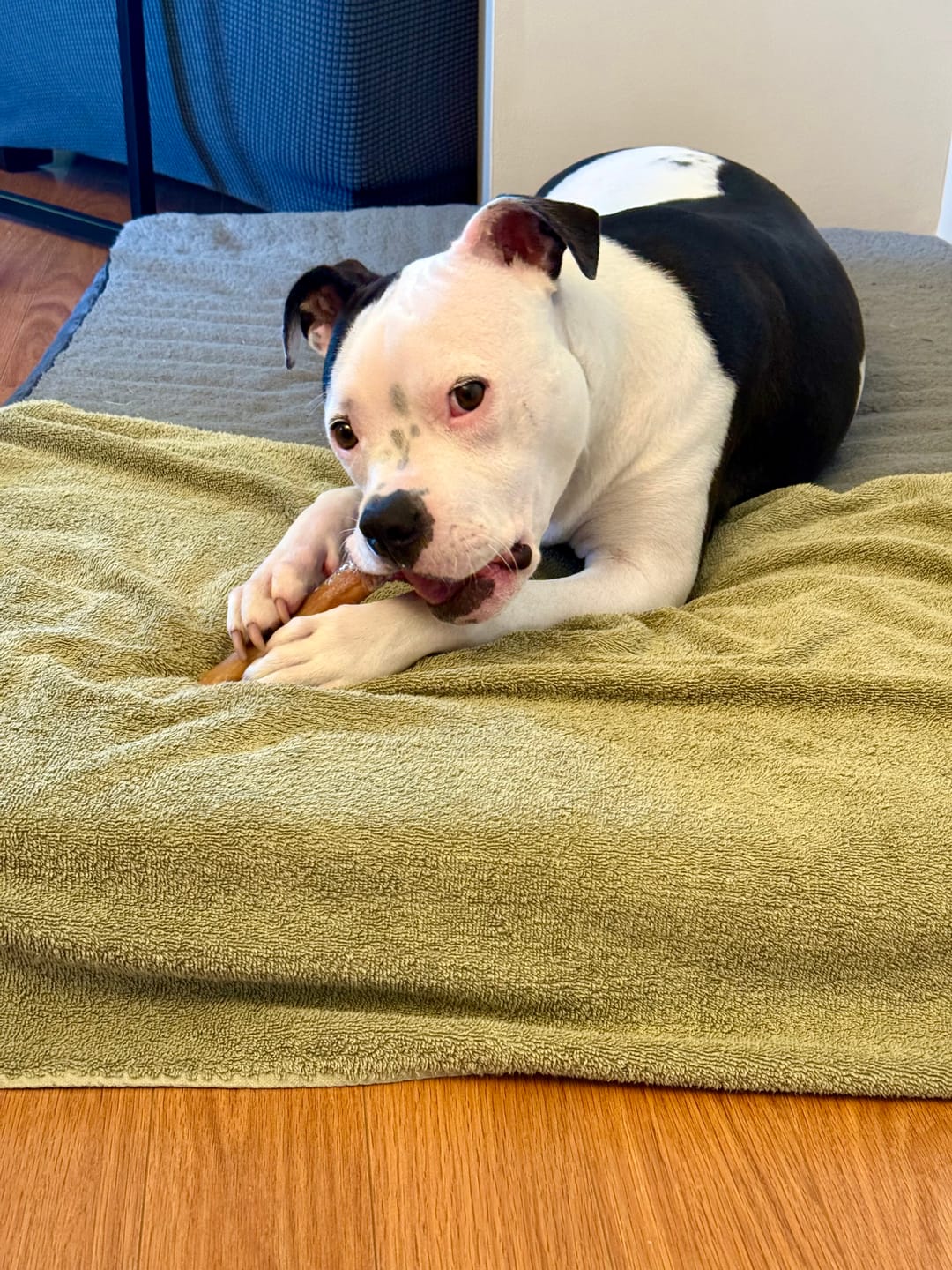 Customer photo review of 6 Inch Monster Bully Stick