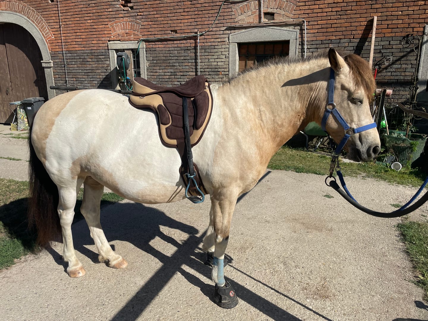 Customer photo review of Sattel Expert Pro - baumlos