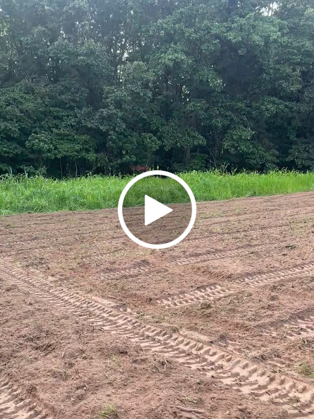 Customer video review of Incognito™ Food Plot Seed