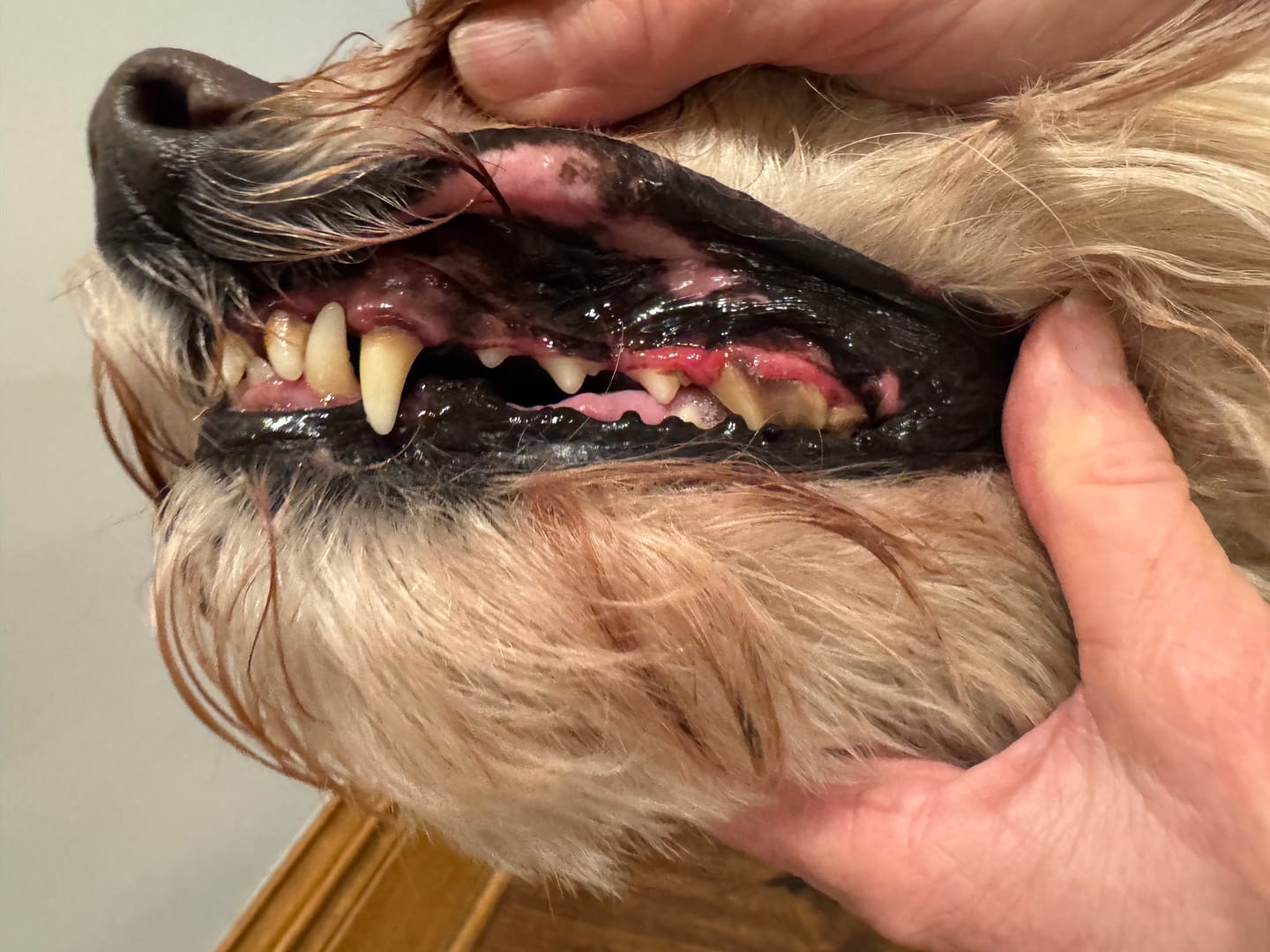 Customer photo review of 1-TDC  Oral Health + Mobility Support for Dogs