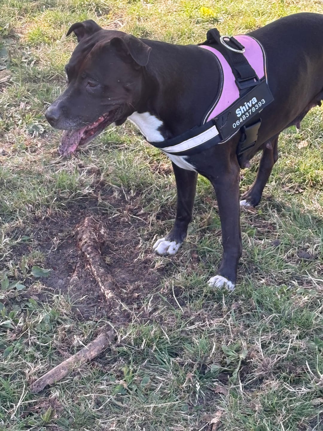 Customer photo review of PawGuard - Gepersonaliseerd Hondentuigje