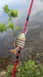 Customer photo review of Tilapia Segmented Fishing Lure Jointed Swimbait