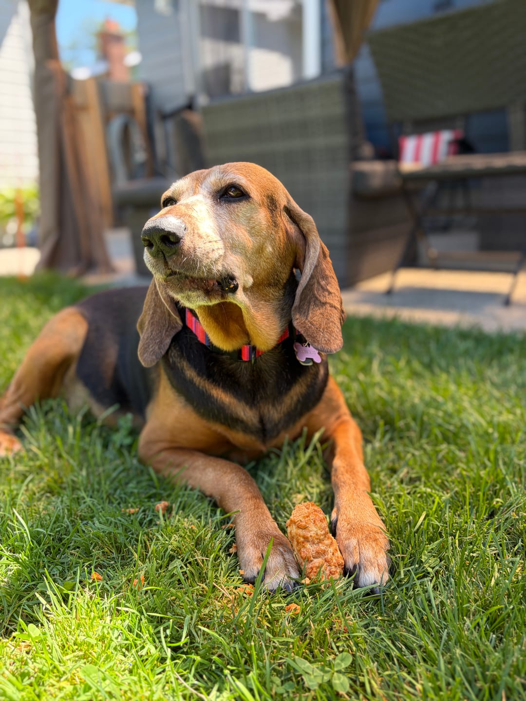 Customer photo review of Himalayan Yak Chew (EXTRA LARGE)