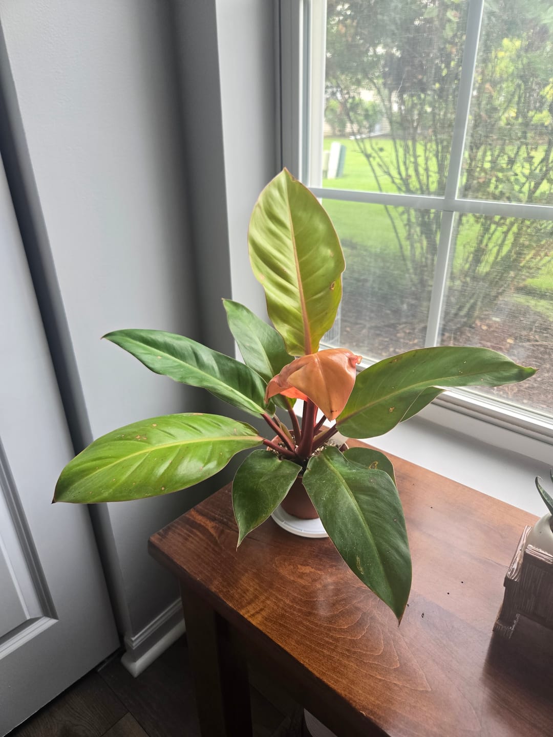 Customer photo review of Philodendron 'Prince of Orange'