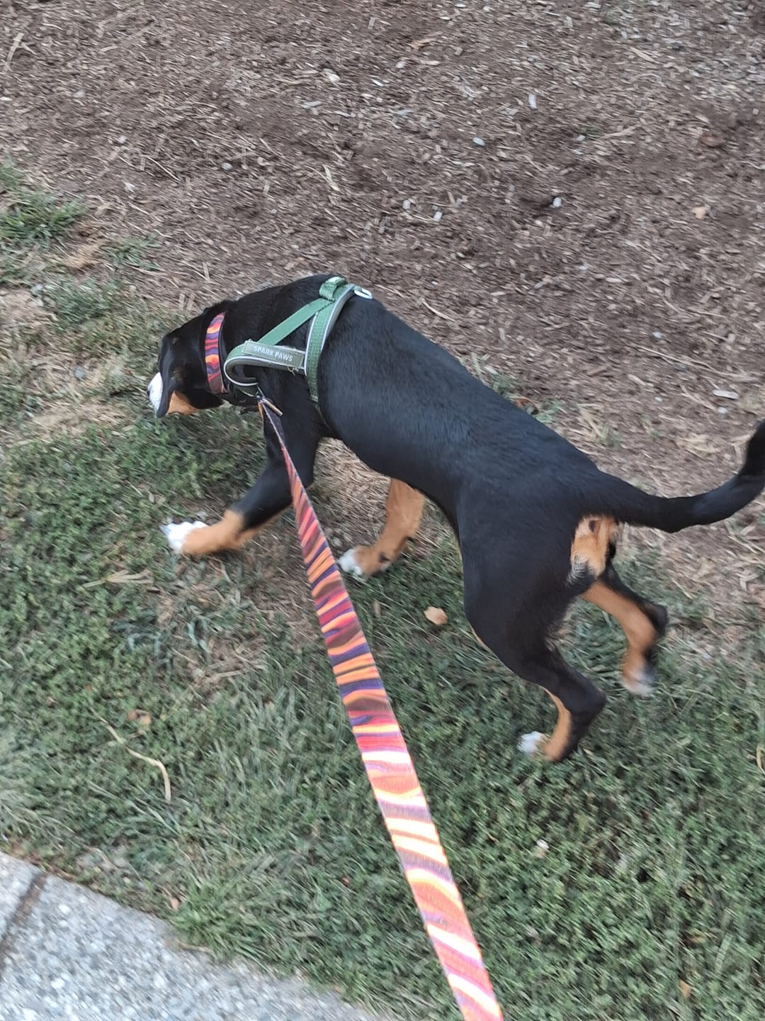 Customer photo review of Grab & Go Harness - Army Green