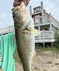 Customer photo review of Topwater Revenge Plopper Lure Single Blade