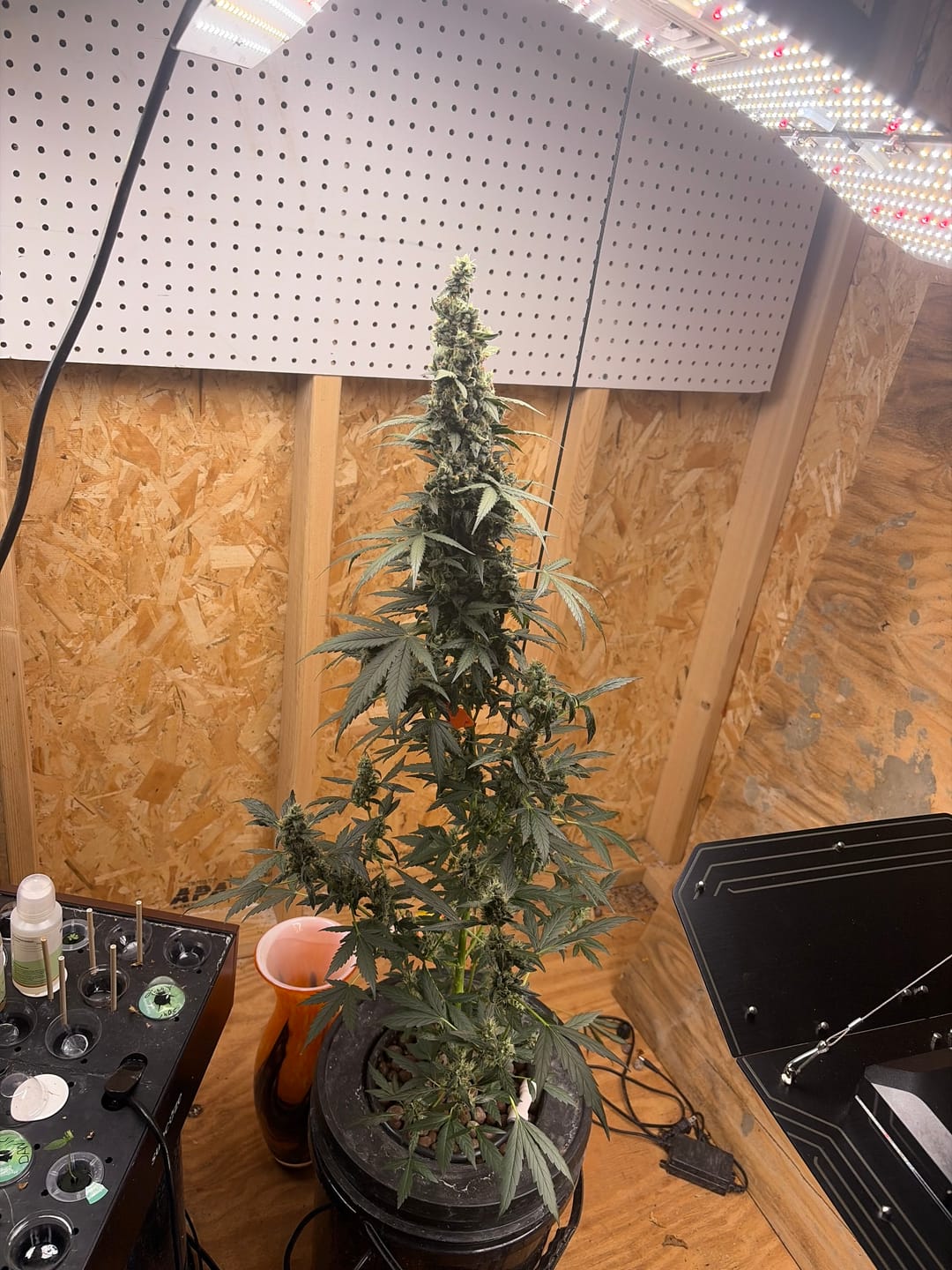 Customer photo review of Kush Mintz | THCA Badder