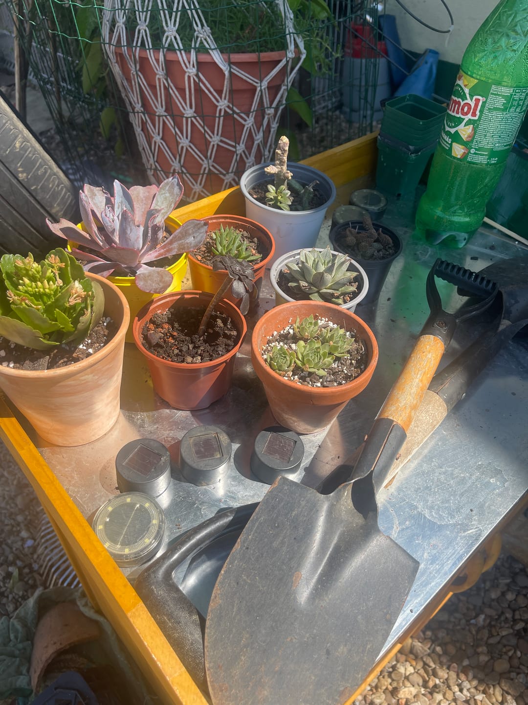 Customer photo review of Adromischus marianae  "lemon green"