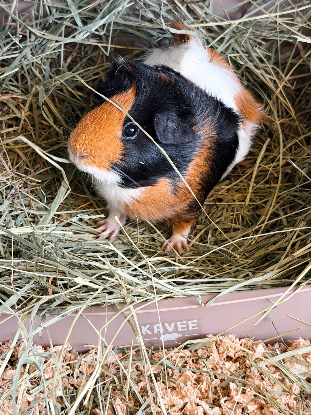 Customer photo review of Litter Box for Guinea Pigs & Rabbits