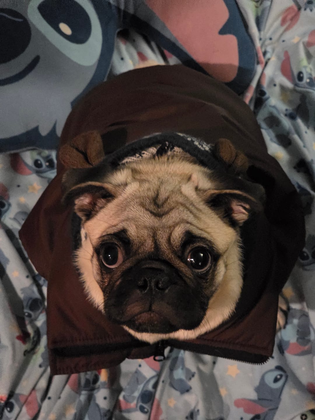 Customer photo review of Chaqueta Puffer de Invierno – Chocolate