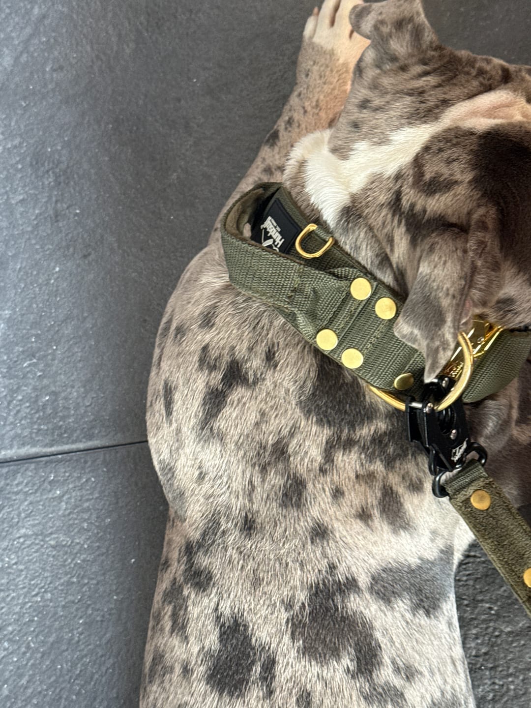 Customer photo review of Szeroka obroża z klamrą extreme - Extreme Gold Buckle Khaki