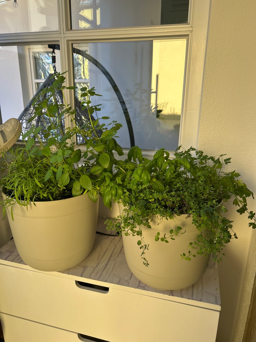 Customer photo review of Boum Core - Bewässerungssystem (Starterset)