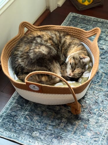 Customer's cat sleeping curled up inside the tan and white rope Instinct Basket on a blue rug
