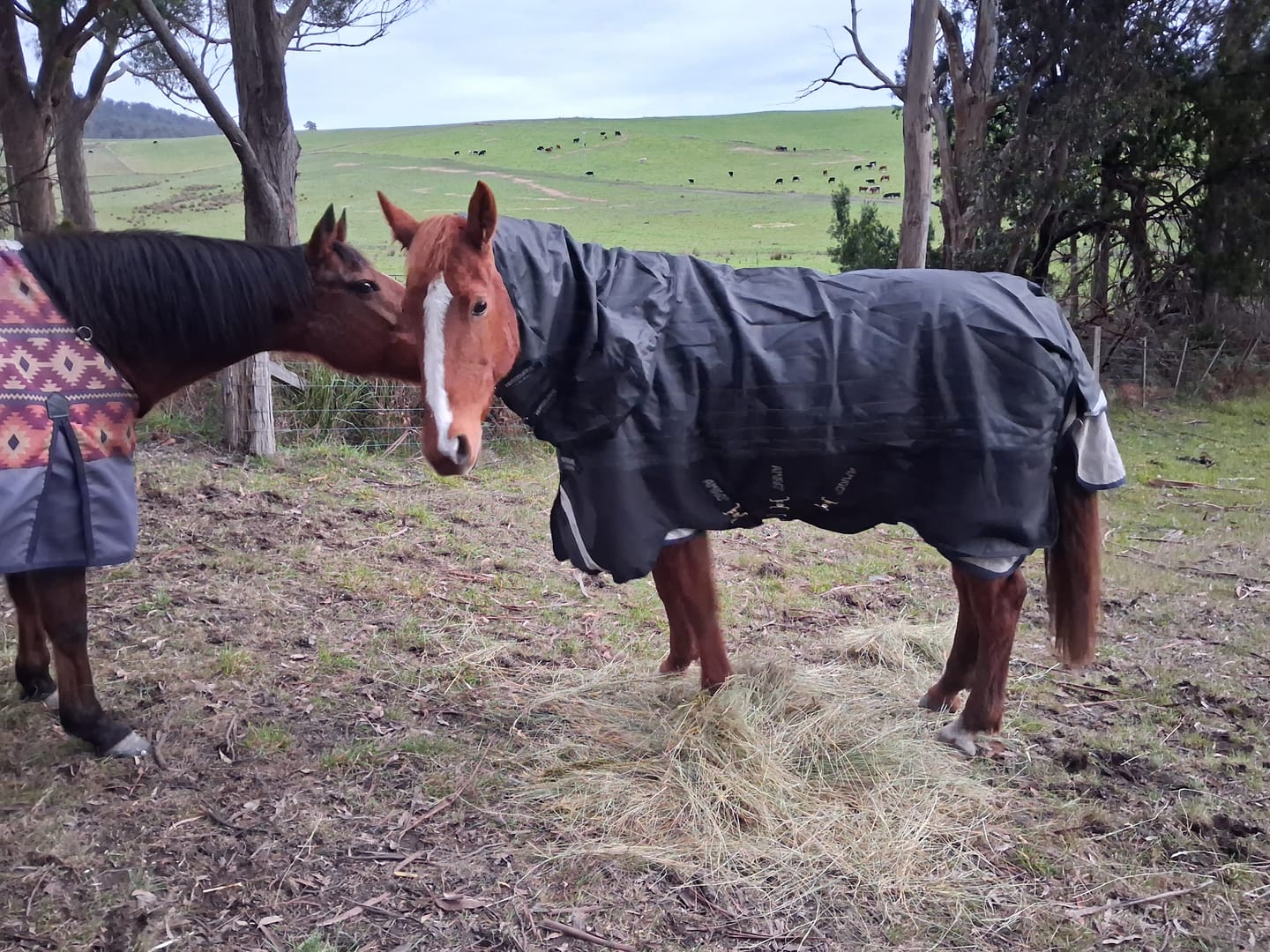 Customer photo review of Amigo 1200D DiscFront Reflectech Plus Turnout 0g