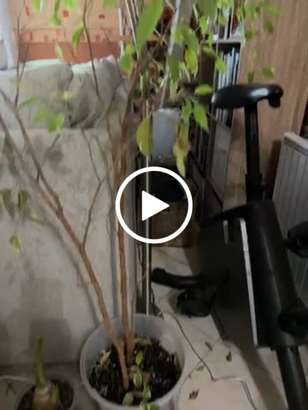 Customer video review of Ficus Mix