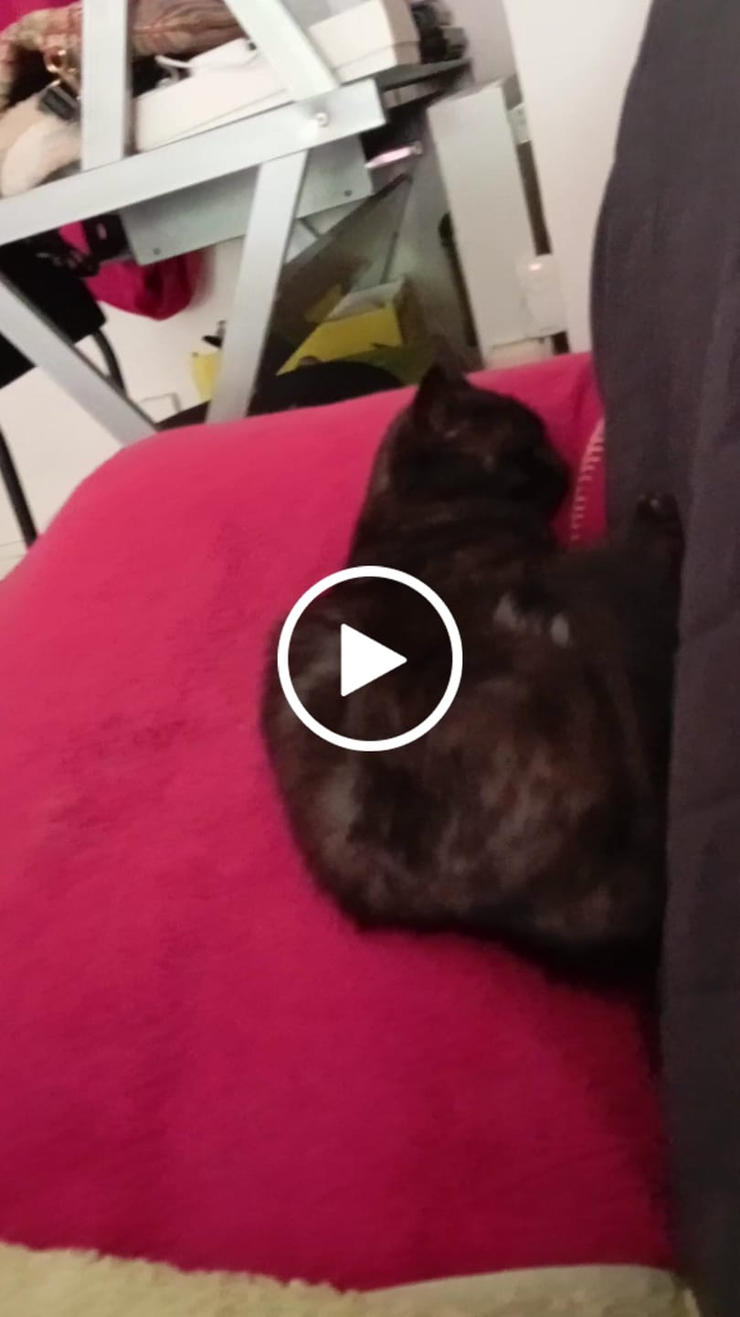 Customer video review of Croquettes Volaille & Légumes - Chat Sénior