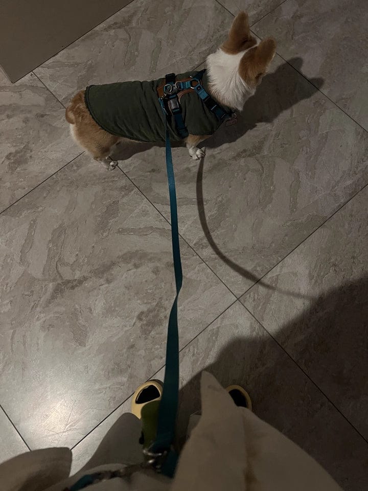 Customer photo review of BOBO H-Shaped Leather-Cushioned Harness | Choose from Harness, Leash, Travel Bag, or 3-in-1 Set