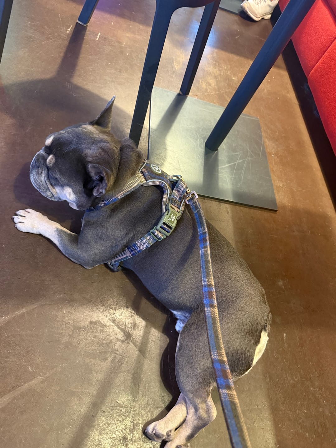 Customer photo review of Trail & Glow - Dog Harness Bundle Set - Colour Drops - Mayfair Tweed