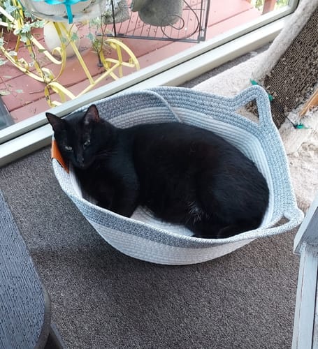 Customer's black cat curled up sleeping inside the gray, woven Instinct Basket on a carpeted indoor porch.