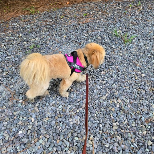 Customer's rosy red Personalized Dog Harness on a small dog walking on a gravel path.