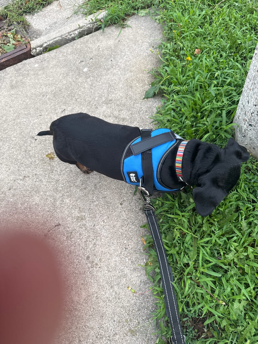 Customer photo review of Dogshood ™ Easy On