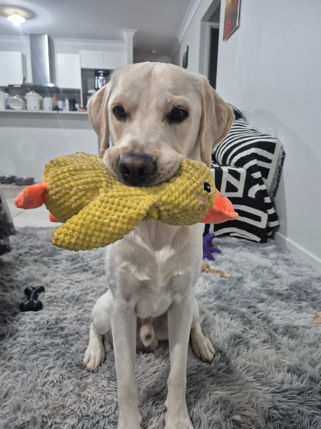Customer photo review of Calming Duck